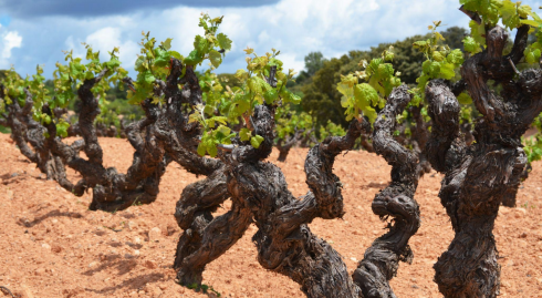 Vino y cultura: Descubre el mundo del vino español
