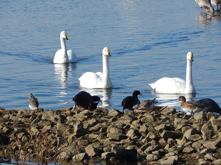 Aves acuáticas migratorias, desde Inglaterra a España. ¿Para qué nos sirven?
