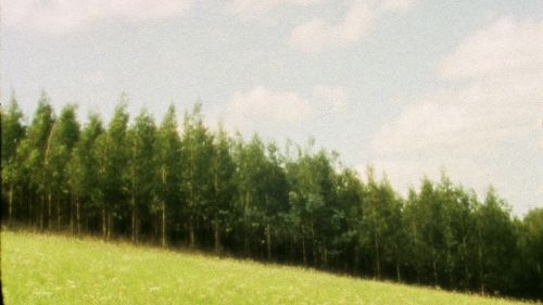 Toxos e flores