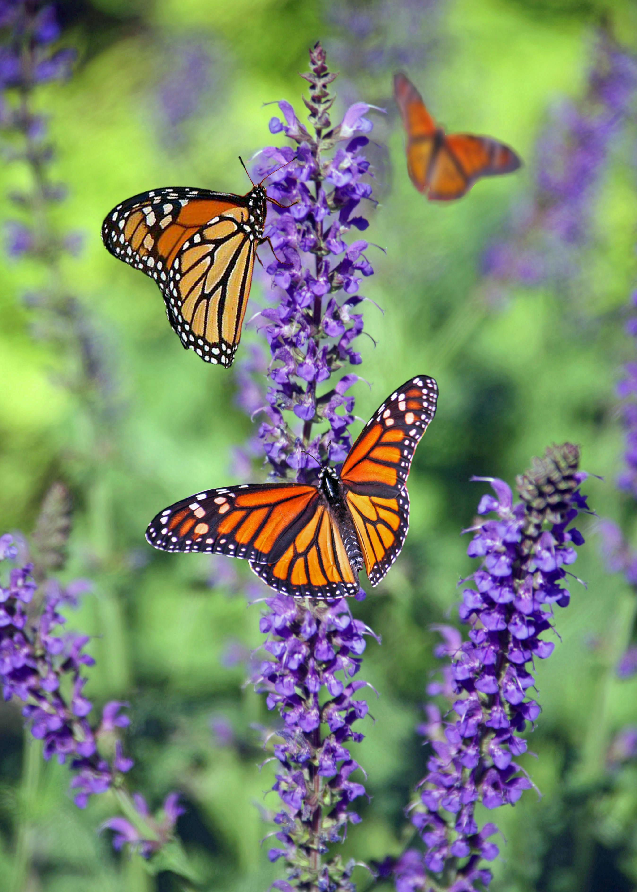 En primavera regresan las mariposas