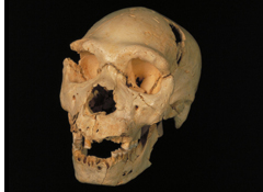 Atapuerca Patrimonio de la humanidad