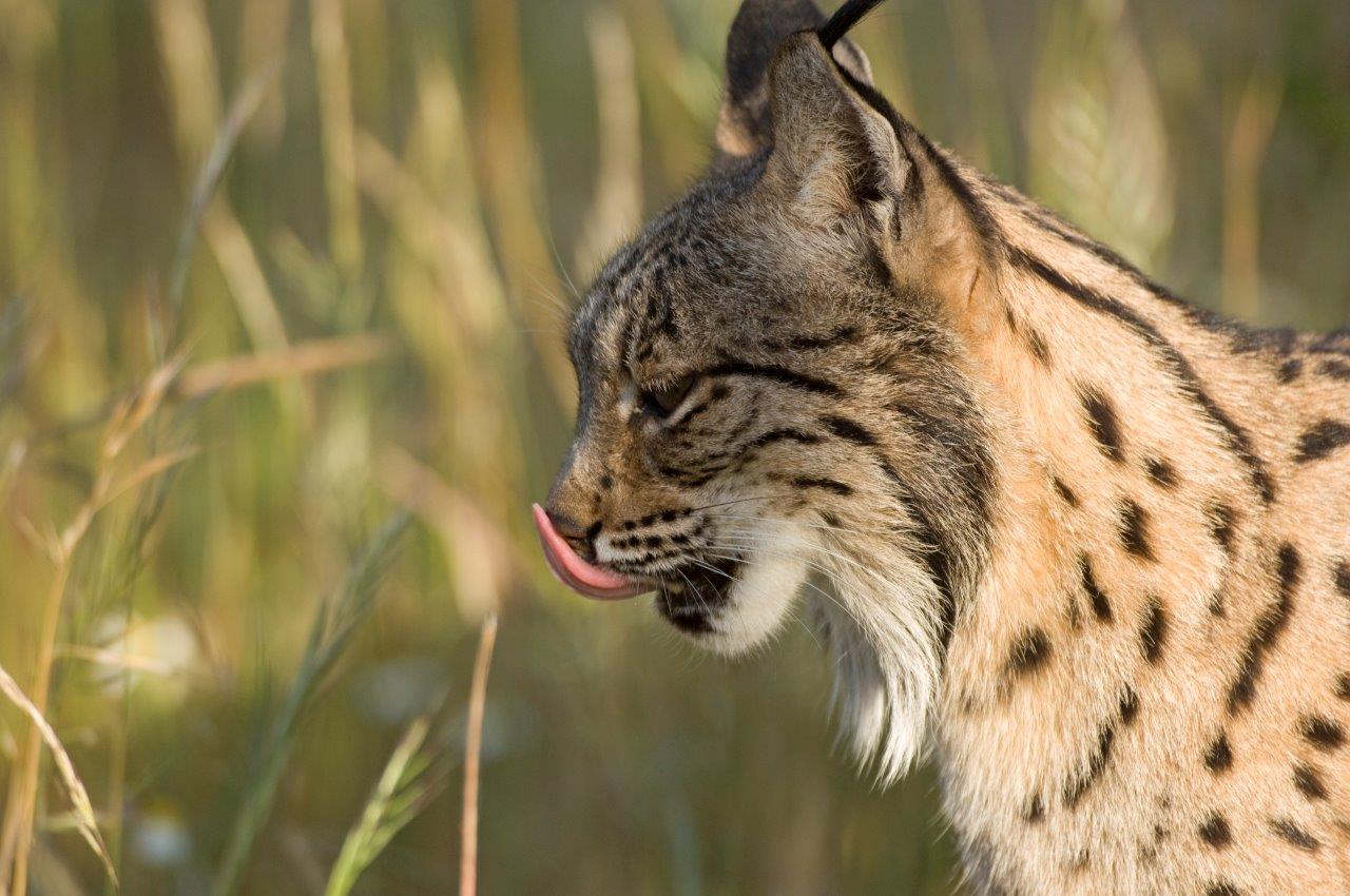 Doñana National Park, a Spanish protected area to learn about nature and society