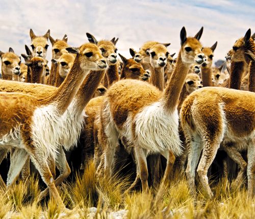 Biodiversidad y reservas naturales del Perú