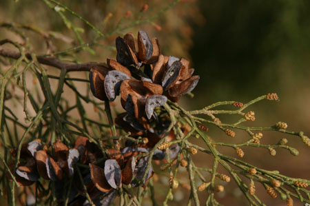 Conservación del bosque de Tetraclinis