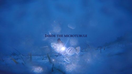 Inside the Microtubule