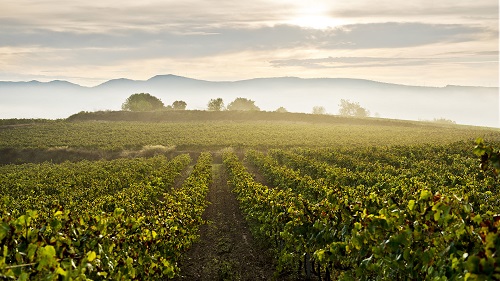 Weinprobe mit Einführung