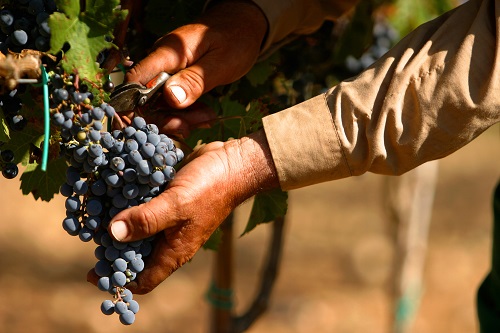 Taller de vino y cultura, charlas-catas (para adultos) 