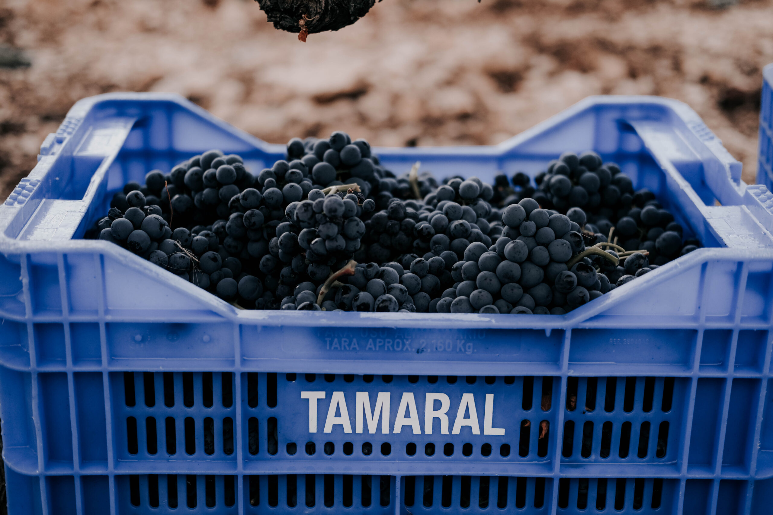 Descubre el vino de Ribera del Duero