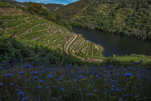 Viticultura heroica en la Ribeira Sacra / Viticultura heroica na Ribeira Sacra