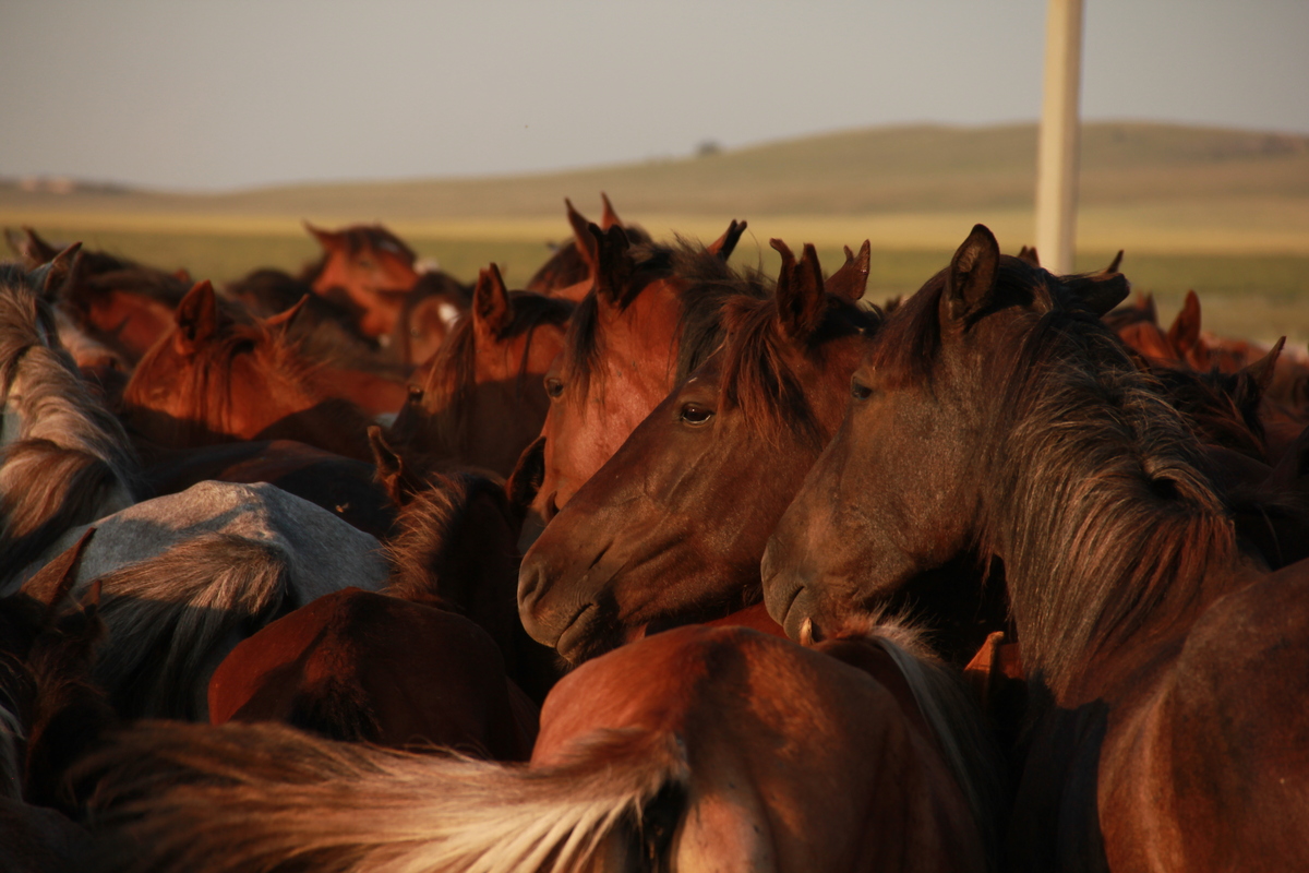 Parlons de science : les origines du cheval domestique