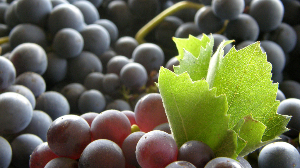 The ultimate Tempranillo tasting