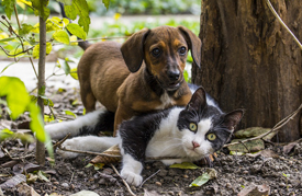 &#21205;&#29289;&#12398;&#27177;&#21033;&#12290;&#12381;&#12398;&#36215;&#28304;&#12392;&#29694;&#22312;&#12398;&#35506;&#38988;