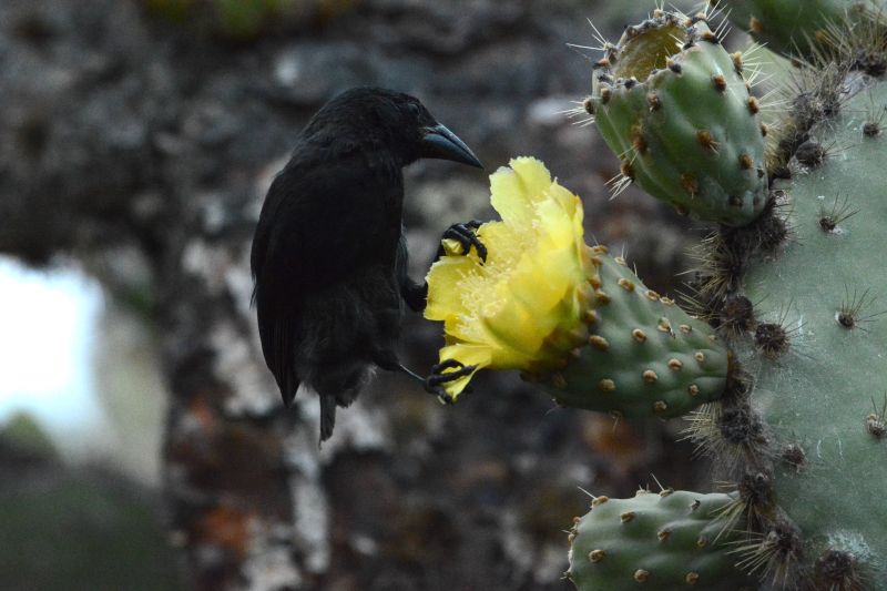 De Galapagar a las Galápagos: estudio de la flexibilidad comportamental de los pinzones de Darwin