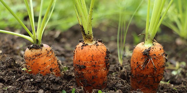 Medio ambiente y sostenibilidad. Agricultura Ecológica sostenible