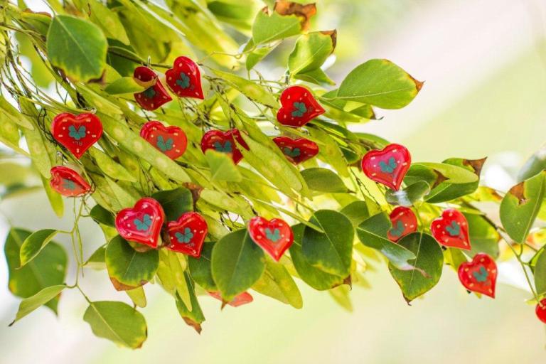 Trasplantes de órganos
