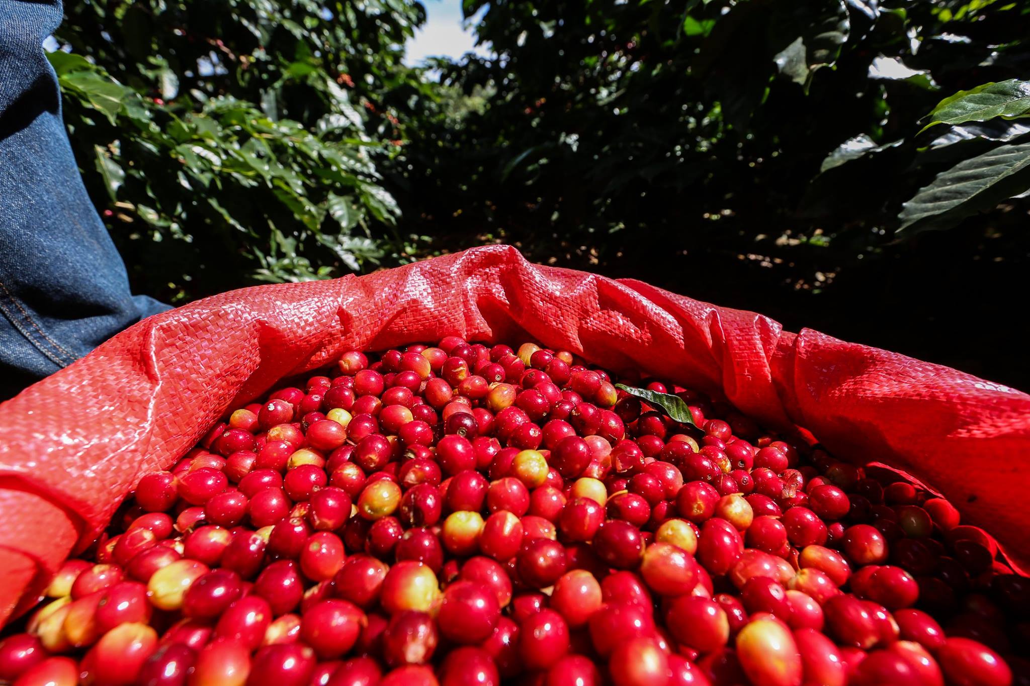 Mujeres en el sector del café